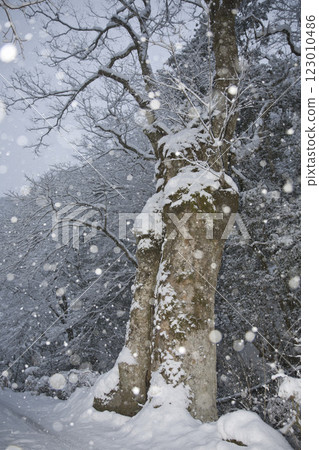 京都貴船道路旁古樹的雪景 1 123010486
