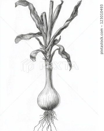A clean black and white engraved-style illustration of an onion plant A clean black and white engraved-style illustration of an onion plant 123010493