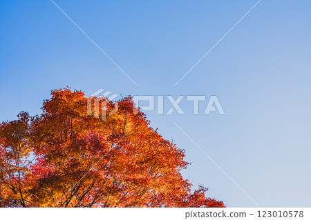 A view of the blue sky and autumn leaves of Shintoyone Dam in Toyone Village (Aichi Prefecture) A view of the blue sky and autumn leaves of Shintoyone Dam in Toyone Village (Aichi Prefecture) 123010578