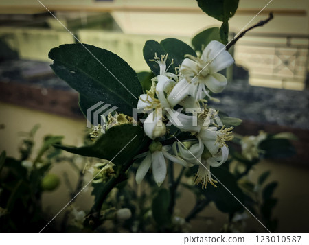 Lemon Blossoms Close-Up Stock Photo Lemon Blossoms Close-Up Stock Photo 123010587