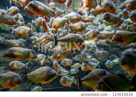 Red bellied piranha fish (Pygocentrus Nattereri) swimming in river water in South America jungle. 123010816