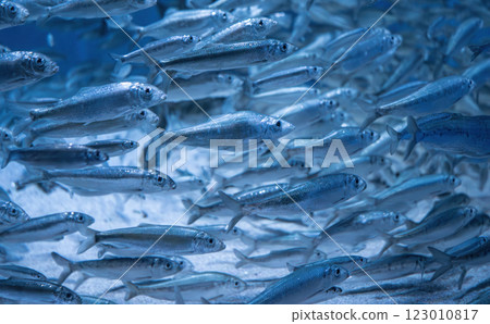 European sprat (Sprattus sprattus). 123010817