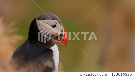 Atlantic puffin (Fratercula arctica), on the rock on the island of Runde (Norway). Atlantic puffin (Fratercula arctica), on the rock on the island of Runde (Norway). 123010850