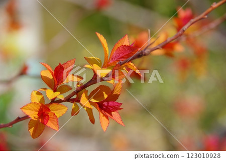 金色繡線菊 / 金框花蕾 金色繡線菊 / 金框花蕾 123010928