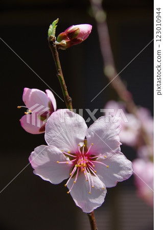 Almond flower Almond flower 123010944