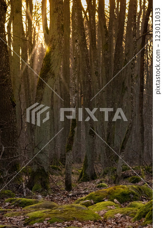 Winter in a frosty forest on a bright sunny day. Winter in a frosty forest on a bright sunny day. 123011033