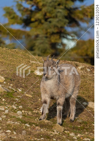 Turkmenian markhor standing on hill 123011034