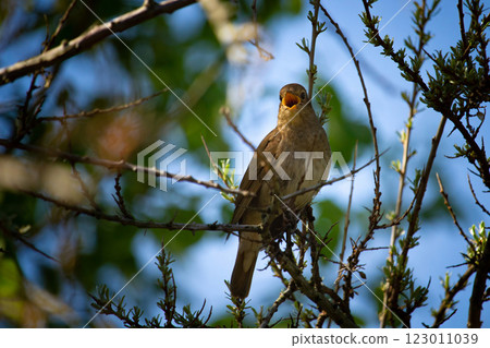 male Common nightingale (Luscinia megarhynchos) sits on a branch male Common nightingale (Luscinia megarhynchos) sits on a branch 123011039