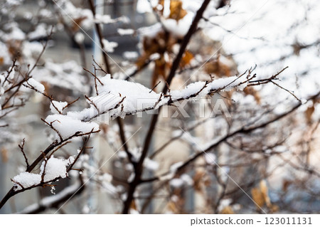 snow-covered tree twig closeup in Yerevan city 123011131