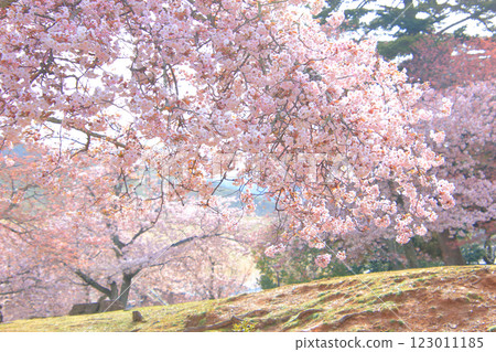 Cherry Blossoms 22 Double cherry blossoms in full bloom in Nara Park Cherry Blossoms 22 Double cherry blossoms in full bloom in Nara Park 123011185