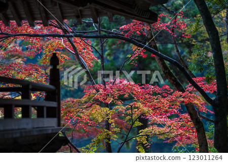 [88th Temple] Autumn leaves at Okuboji Temple [Shikoku 88 Temples] 123011264