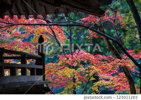 [88th Temple] Autumn leaves at Okuboji Temple [Shikoku 88 Temples] 123011265