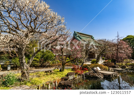 Hasegaji plum 123011557