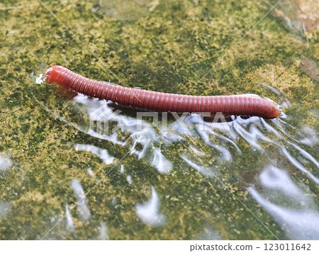 Red Millipede Crawling on Textured Water Surface 123011642