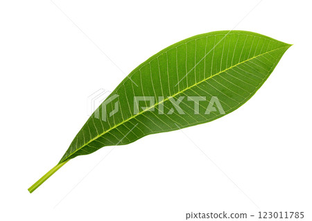 Closeup image of tropical green leaf isolated at white background. Closeup image of tropical green leaf isolated at white background. 123011785