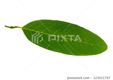 Closeup image of tropical green leaf isolated at white background. 123011787