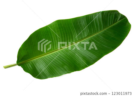 Closeup image of green banana leaf isolated at white background. Closeup image of green banana leaf isolated at white background. 123011973