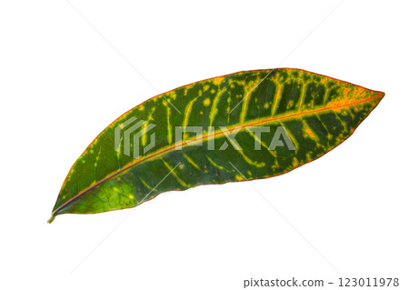 Closeup image of tropical green and yellow fresh leaf isolated at white background. Closeup image of tropical green and yellow fresh leaf isolated at white background. 123011978