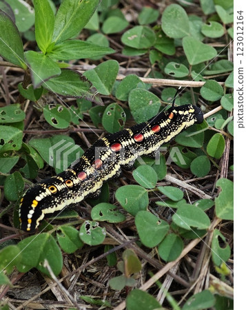 Oldenlandiae Hawk Moth Caterpillar on Green Leaves Oldenlandiae Hawk Moth Caterpillar on Green Leaves 123012164