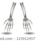 Two skeletal arms are positioned vertically against a white background, with shadows below each arm. Two skeletal arms are positioned vertically against a white background, with shadows below each arm. 123012457