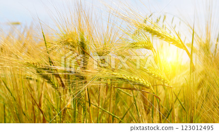Green wheat field and colorful sunrise. Ears of wheat close-up. Green wheat field and colorful sunrise. Ears of wheat close-up. 123012495