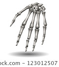 A detailed depiction of a human hand skeleton is shown, illustrating the bones with precise shading for depth. A detailed depiction of a human hand skeleton is shown, illustrating the bones with precise shading for depth. 123012507