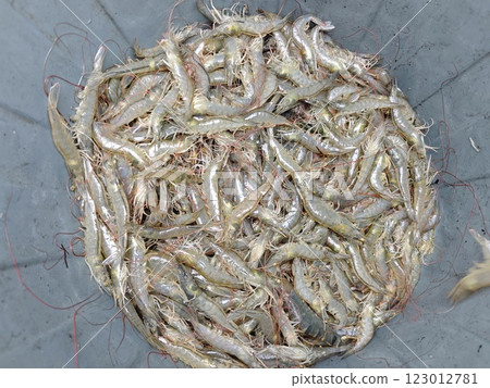 Freshly Harvested Vannamei Shrimp from Aceh, Indonesia Freshly Harvested Vannamei Shrimp from Aceh, Indonesia 123012781