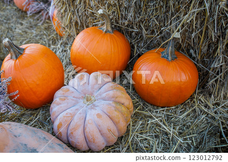 Farmer's pumpkin market autumn photo zone close up 123012792