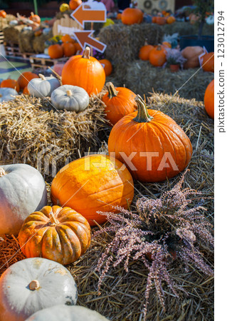 Farmer's pumpkin market autumn photo zone close up 123012794