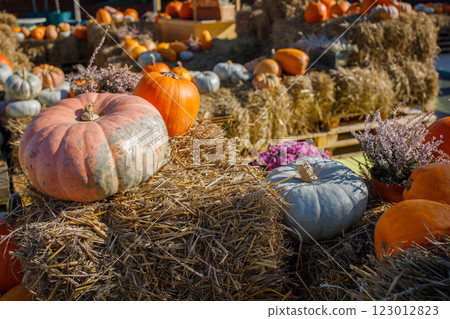 Farmer's pumpkin market autumn photo zone 123012823