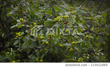 English oak tree showing abundant acorns and leaves in summer 123012869