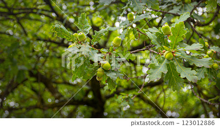 Green acorns growing on an oak branch with leaves in summer Green acorns growing on an oak branch with leaves in summer 123012886