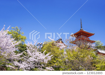 清水寺櫻花風景，京都著名的櫻花勝地，藍天映襯下的三重塔，京都春季旅遊景點 123012893