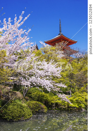 Cherry blossom scenery at Kiyomizu-dera Temple, famous cherry blossom spot in Kyoto, three-story pagoda shining against the blue sky, Kyoto tourist spots in spring Cherry blossom scenery at Kiyomizu-dera Temple, famous cherry blossom spot in Kyoto, three-story pagoda shining against the blue sky, Kyoto tourist spots in spring 123012894
