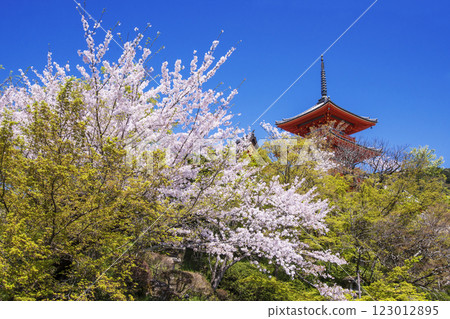 Cherry blossom scenery at Kiyomizu-dera Temple, famous cherry blossom spot in Kyoto, three-story pagoda shining against the blue sky, Kyoto tourist spots in spring Cherry blossom scenery at Kiyomizu-dera Temple, famous cherry blossom spot in Kyoto, three-story pagoda shining against the blue sky, Kyoto tourist spots in spring 123012895