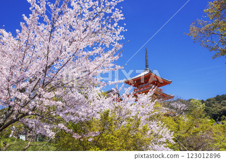 Cherry blossom scenery at Kiyomizu-dera Temple, famous cherry blossom spot in Kyoto, three-story pagoda shining against the blue sky, Kyoto tourist spots in spring Cherry blossom scenery at Kiyomizu-dera Temple, famous cherry blossom spot in Kyoto, three-story pagoda shining against the blue sky, Kyoto tourist spots in spring 123012896