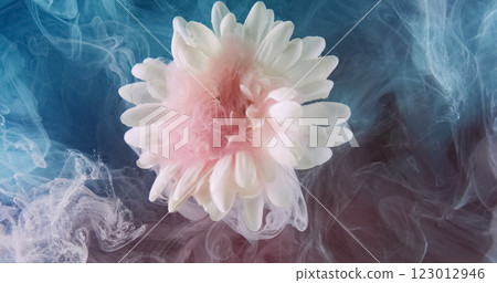 Underwater blossom. Mist flower. Pastel blue pink color ink flow over white blooming daisy plant petals abstract art background. 123012946