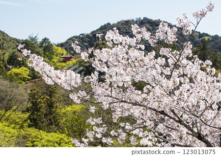 Cherry blossom scenery at Kiyomizu-dera Temple, famous cherry blossom spots in Kyoto, cherry blossoms and a three-story pagoda, cherry blossoms and Koyasu Pagoda, Kyoto tourist spots in spring 123013075