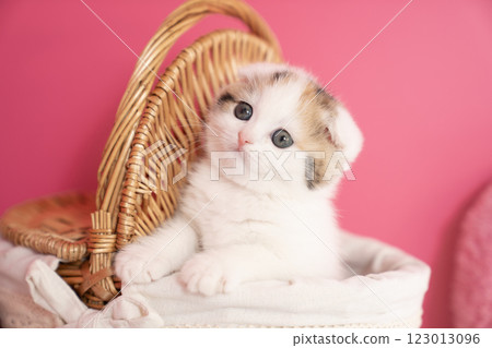 蘇格蘭折耳貓在籃子裡 蘇格蘭折耳貓在籃子裡 123013096