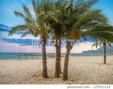 Palm Trees on a Tranquil Pebble Beach During Sunset Palm Trees on a Tranquil Pebble Beach During Sunset 123013119
