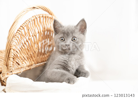 白色背景的籃子裡的 Chartreux 小貓 白色背景的籃子裡的 Chartreux 小貓 123013143
