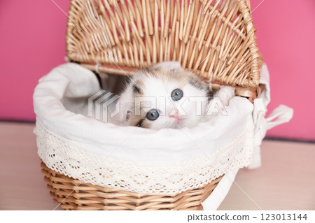 Scottish fold kitten in a basket 123013144