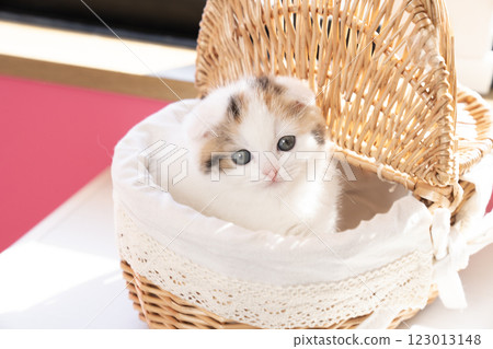 蘇格蘭折耳貓在籃子裡 123013148