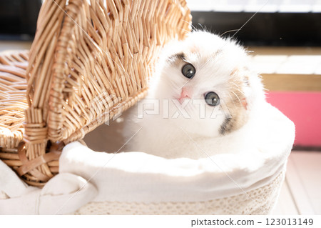 Scottish fold kitten in a basket 123013149