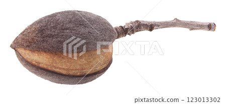 One raw almond fruit raw unpeeled on branchlet isolated on white background 123013302