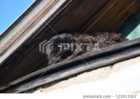 Contented Slumber: Black Cat Basking in the Warmth Contented Slumber: Black Cat Basking in the Warmth 123013307