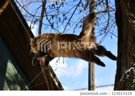 little white and gray cat, falling from the blue sky, f flying. 123013328