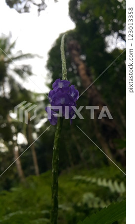 Background of purple flowers in the forest Background of purple flowers in the forest 123013358