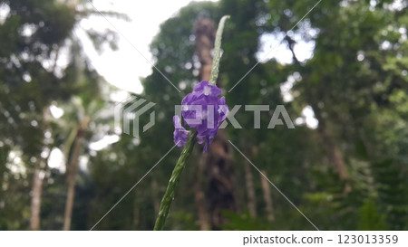 Background of purple flowers in the forest Background of purple flowers in the forest 123013359