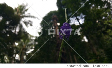 Background of purple flowers in the forest Background of purple flowers in the forest 123013360